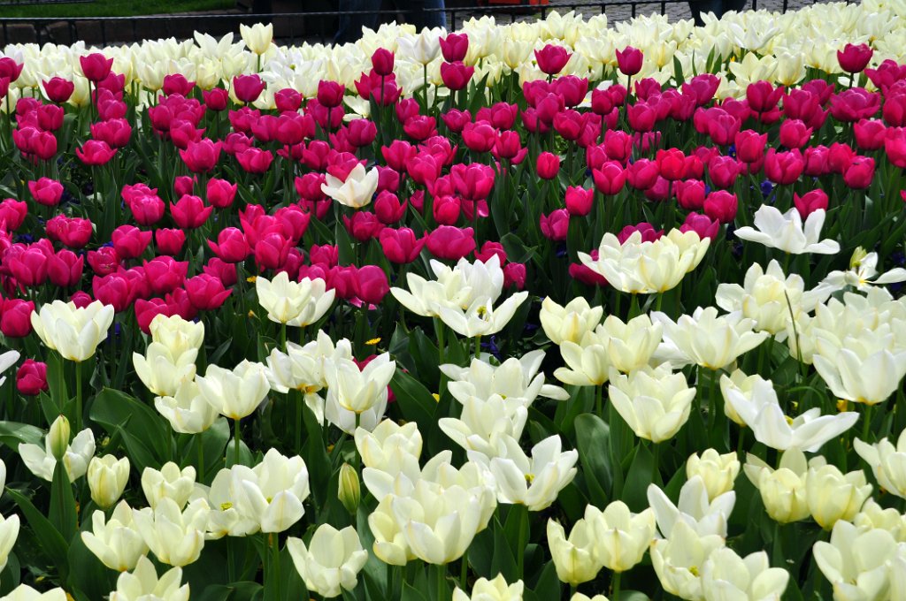 06 Istanbul citta' dei tulipani.JPG